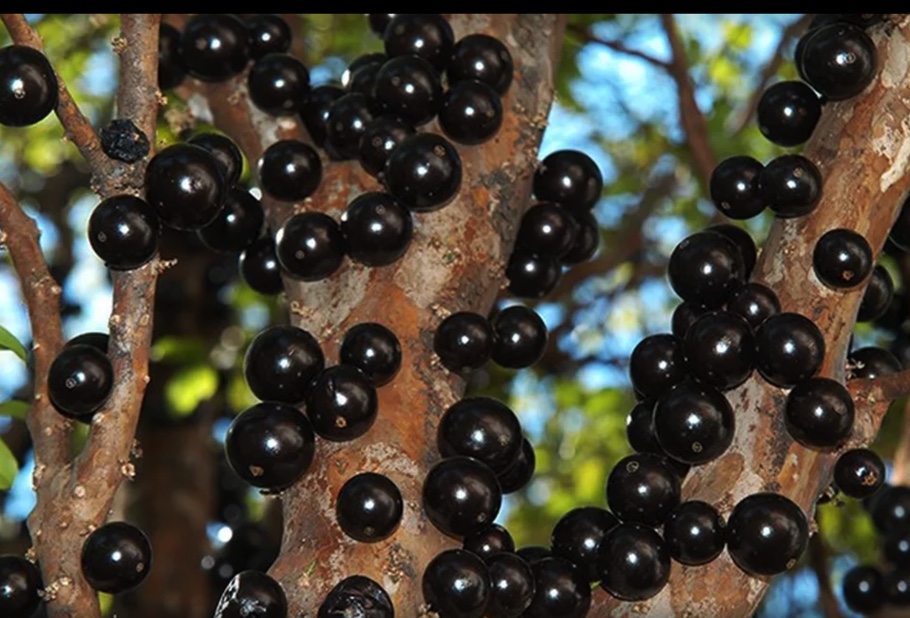 JABUTICABA SABARÁ Tronco e ramos com frutos pretos brilhantes em árvore ao ar livre