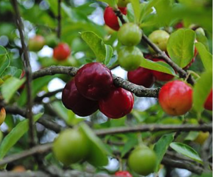 ACEROLA - MALPIGHIA EMARGINATA Ramo de árvore com acerolas verdes, vermelhas e vermelho-escuras com folhas verdes.