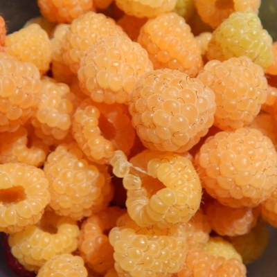 Framboesas amarelas frescas numa caixa transparente