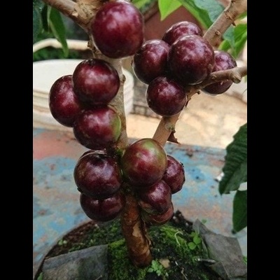 https://www.treepical.pt/product/jabuticaba-red-scarlett-6anos