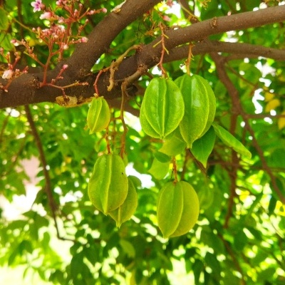 Frutos verdes pendurados em ramo de árvore em ambiente exterior com luz natural