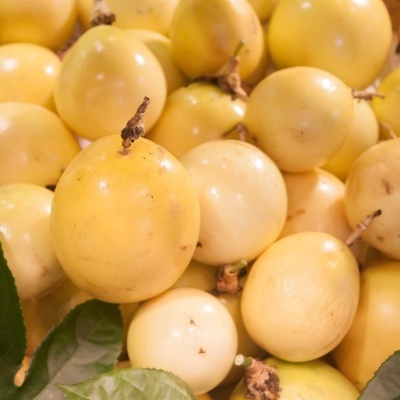 Frutas maracujá amarelas com folhas verdes