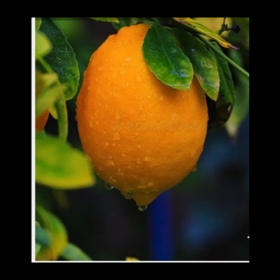 https://www.treepical.pt/product/limao-meyer-2