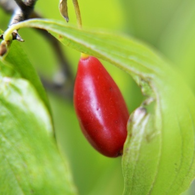 Fruto vermelho pequeno pendurado em ramo com folhas verdes