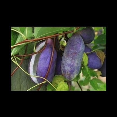 https://www.treepical.pt/product/akebia-quinata