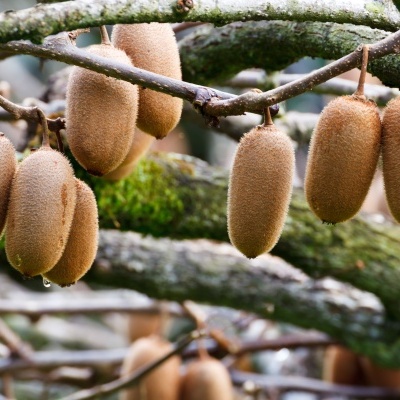 Frutos de kiwi pendurados em ramos de árvore com casca marrom e felpuda