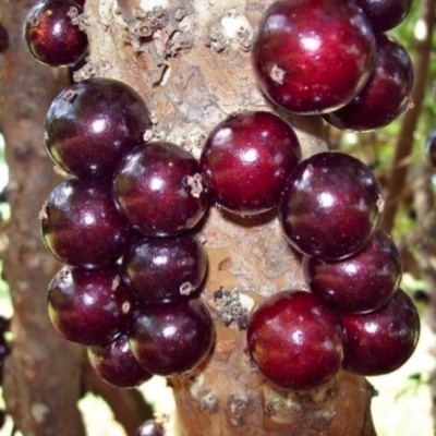 https://www.treepical.pt/product/jabuticaba-red-princess-4anos