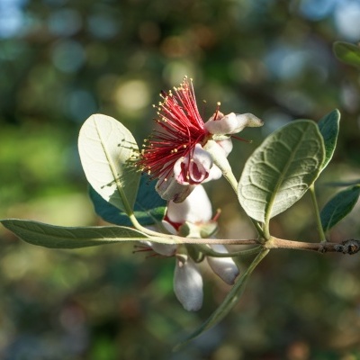 https://www.treepical.pt/product/feijoa