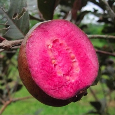 Fruto cor de rosa cortado ao meio pendurado numa árvore