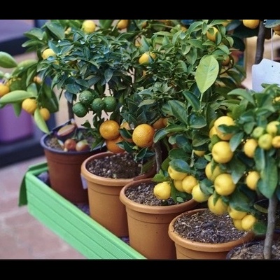 Plantas de citrinos com frutos em vasos de barro numa prateleira verde