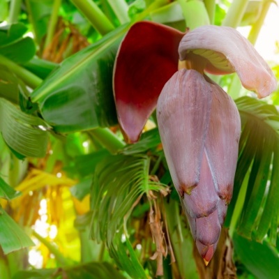 Flor de bananeira pendurada em cacho de bananas verdes com folhas ao fundo