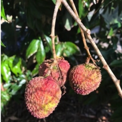 https://www.treepical.pt/product/litchie-fay-zee-siu