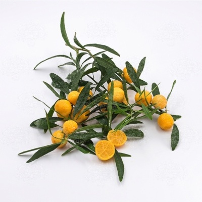 https://www.treepical.pt/product/eremorange