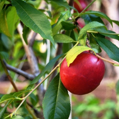 Fruta vermelha com folhas verdes numa árvore