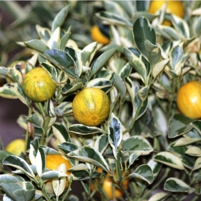 https://www.treepical.pt/product/kumquat-variegata