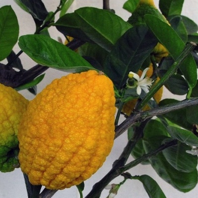 https://www.treepical.pt/product/cidrao