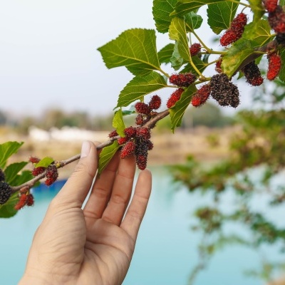 Mão a tocar ramo com frutos de amoreira vermelhos e roxos perto de água