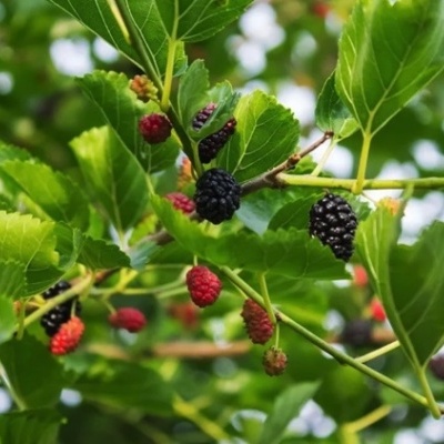 Ramos de amoreira com frutos pretos e vermelhos e folhas verdes