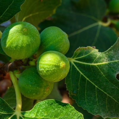 Frutos verdes frescos de figueira com folhas verdes