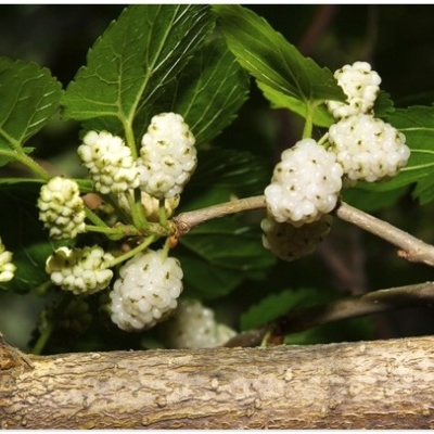Frutos de amora brancos em ramos com folhas verdes sobre tronco de árvore