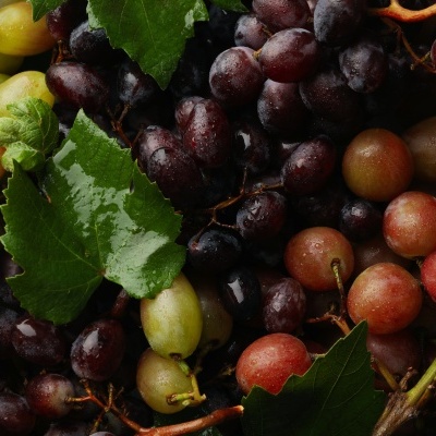 Cachos de uvas verdes, roxas e vermelhas com folhas verdes