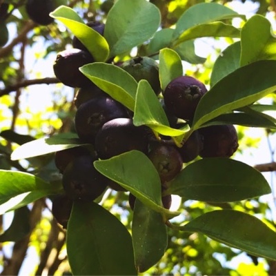 Bagas roxas escuras em cachos numa árvore com folhas verdes