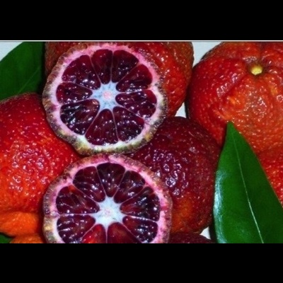 Laranjas vermelhas com casca rugosa e polpa vermelha cortadas ao meio com folhas verdes