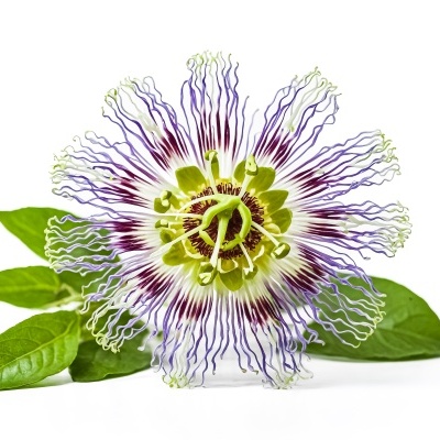 Flor de maracujá com pétalas brancas e filamentos roxos e verdes