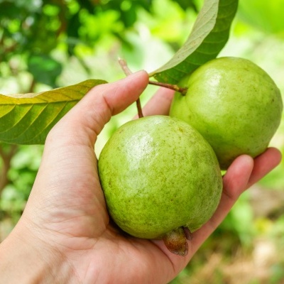 Frutos verdes redondos na mão com fundo de folhagem