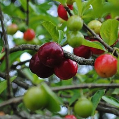 https://www.treepical.pt/product/acerola-malpighia-emarginata