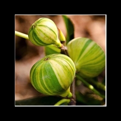 Três figos verdes com riscas em ramo
