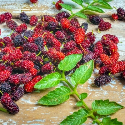 Frutos de amora preta e folhas verdes sobre madeira