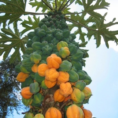 Árvore de papaia com frutos laranja e verdes contra o céu azul