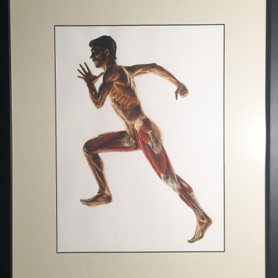 Ilustração anatómica de corpo humano masculino a correr, emoldurada