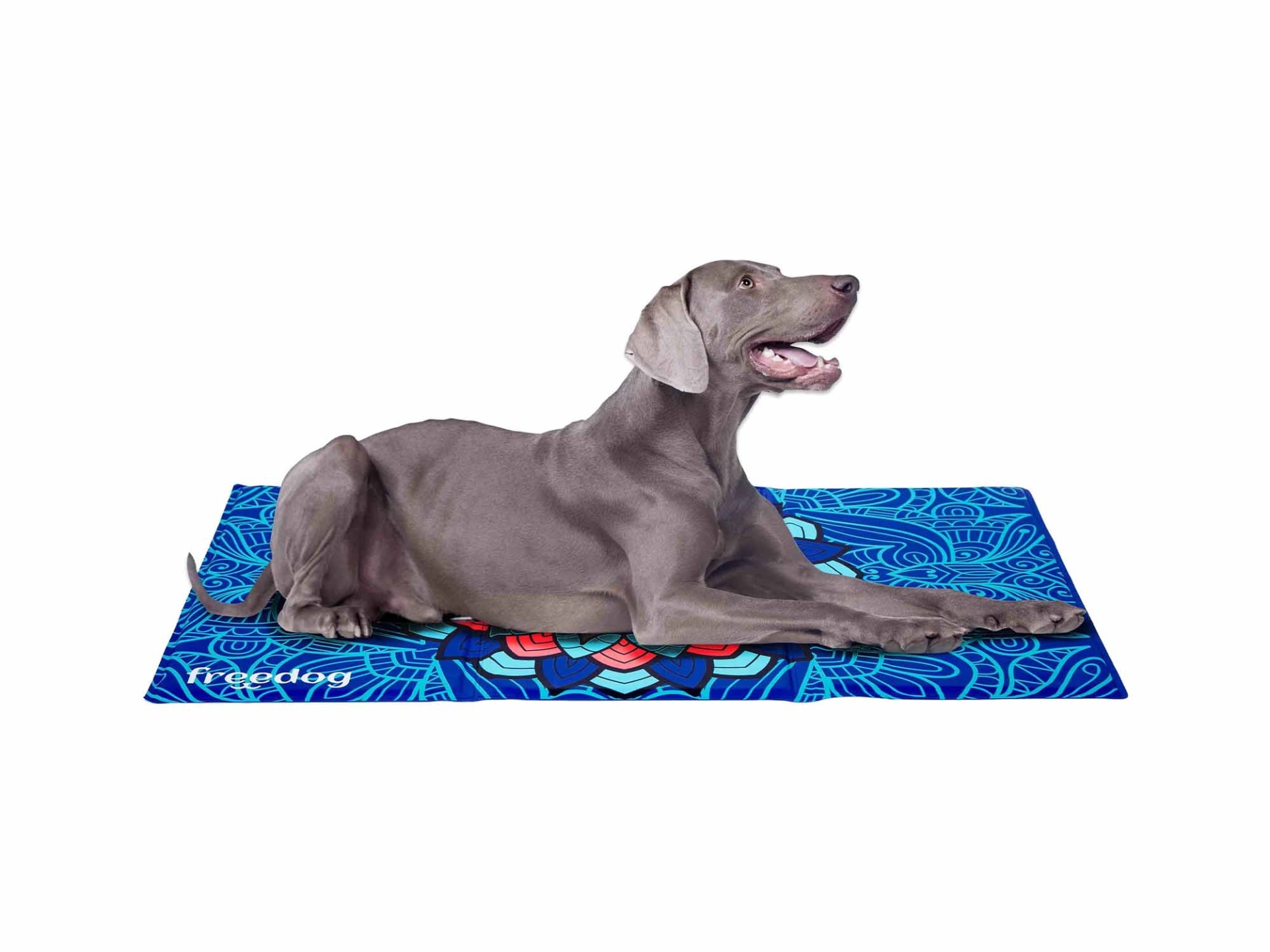Cão cinzento deitado num tapete azul com padrão decorativo e texto freedog