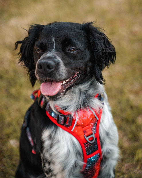Cão preto e branco com arnês vermelho sentado em relva seca