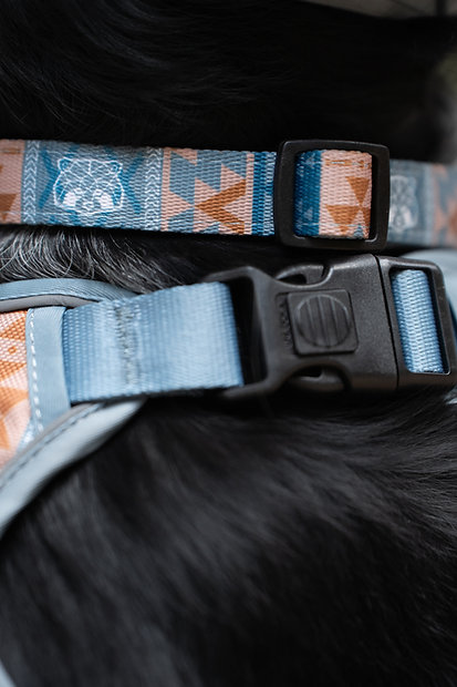 Colar ou trela ajustável azul e bege em cão de pêlo preto