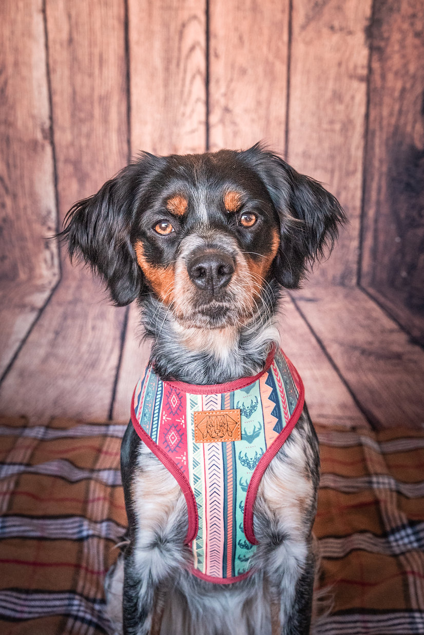 Cão com peitoral étnico colorido sentado em manta xadrez e fundo de madeira.