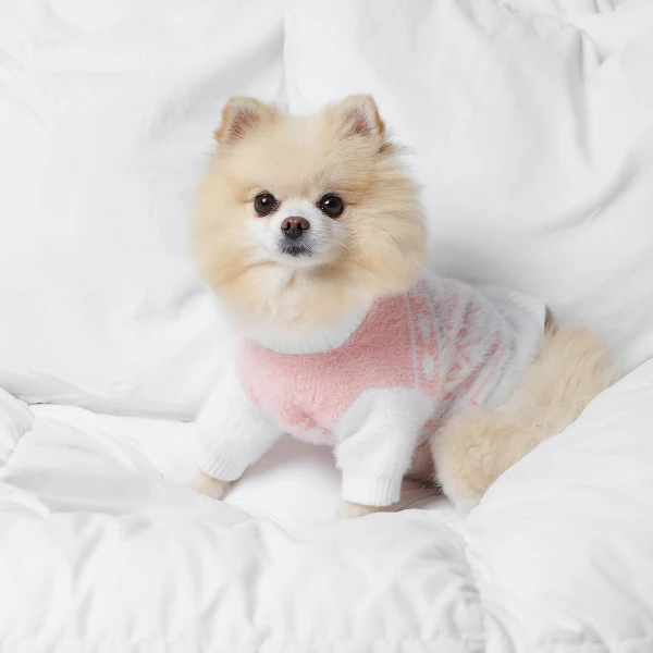 Cão Pomerânia com suéter rosa e branco numa cama branca