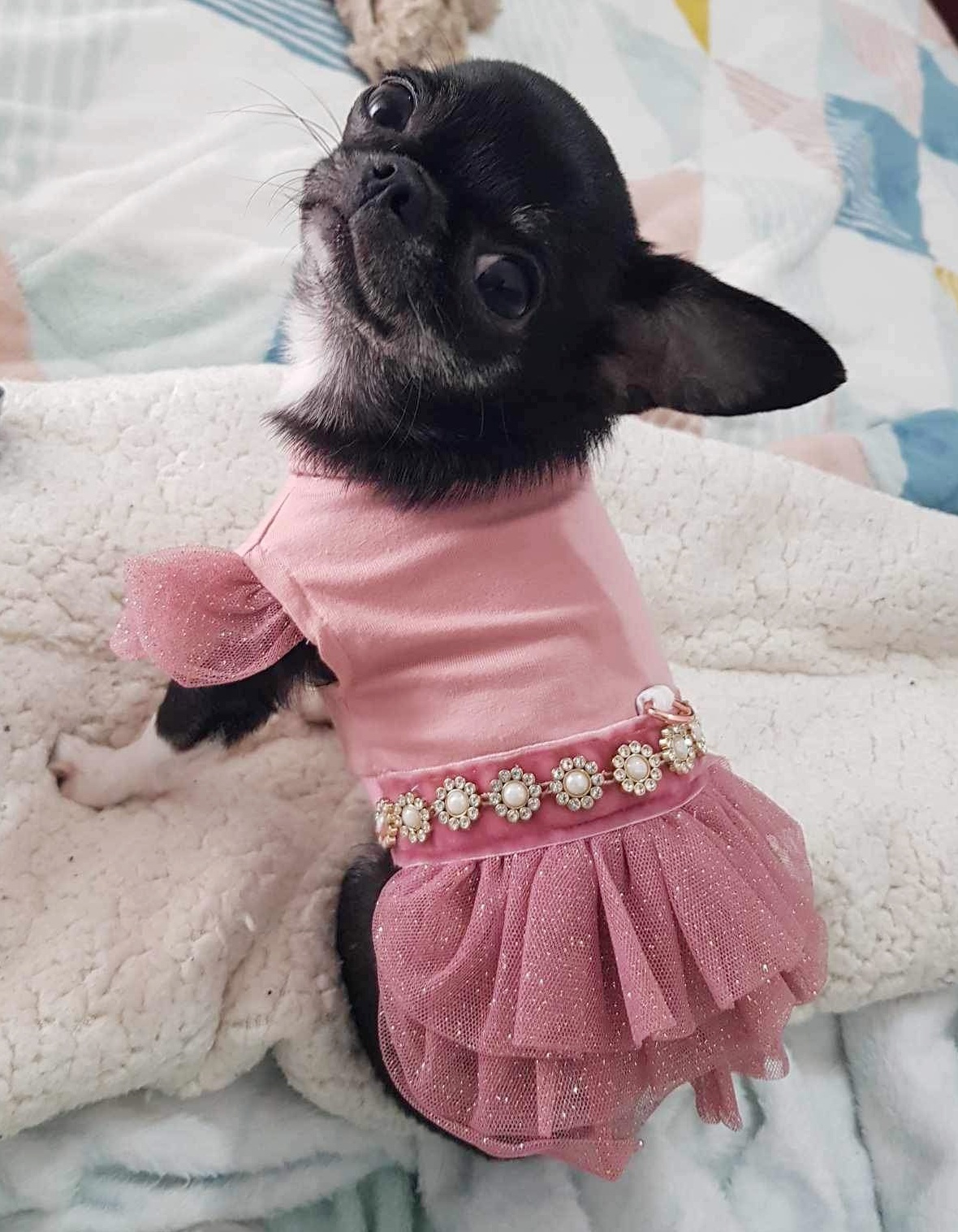 Cão pequeno com vestido rosa e detalhes de pérolas sentado numa manta branca