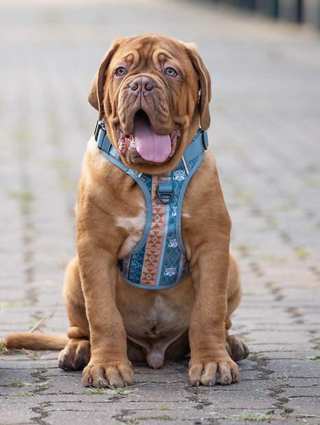 Cão castanho com arnês azul geométrico sentado em calçada