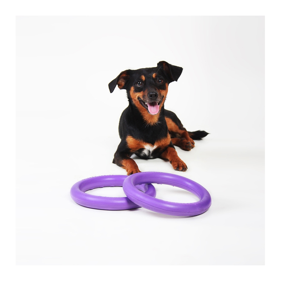 Cão preto com manchas castanhas e brancas com brinquedos circulares roxos