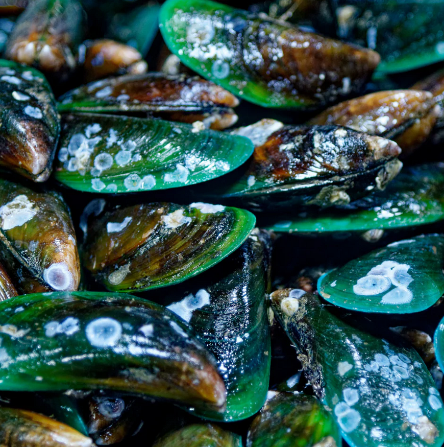 Mexilhões com conchas verdes e castanhas com marcas brancas