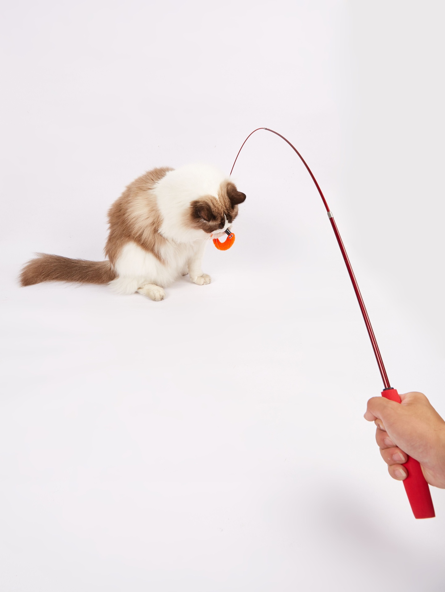 Gato a brincar com brinquedo suspenso numa vara vermelha