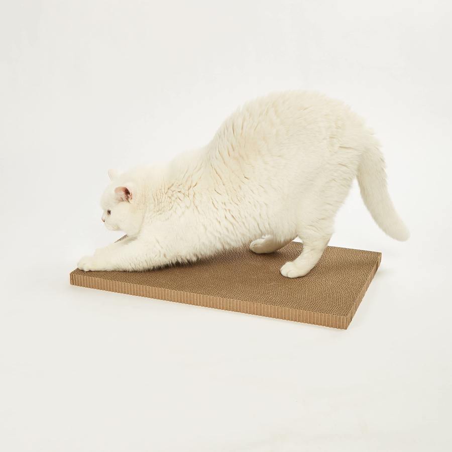 Gato branco a esticar-se numa base de cartão castanho