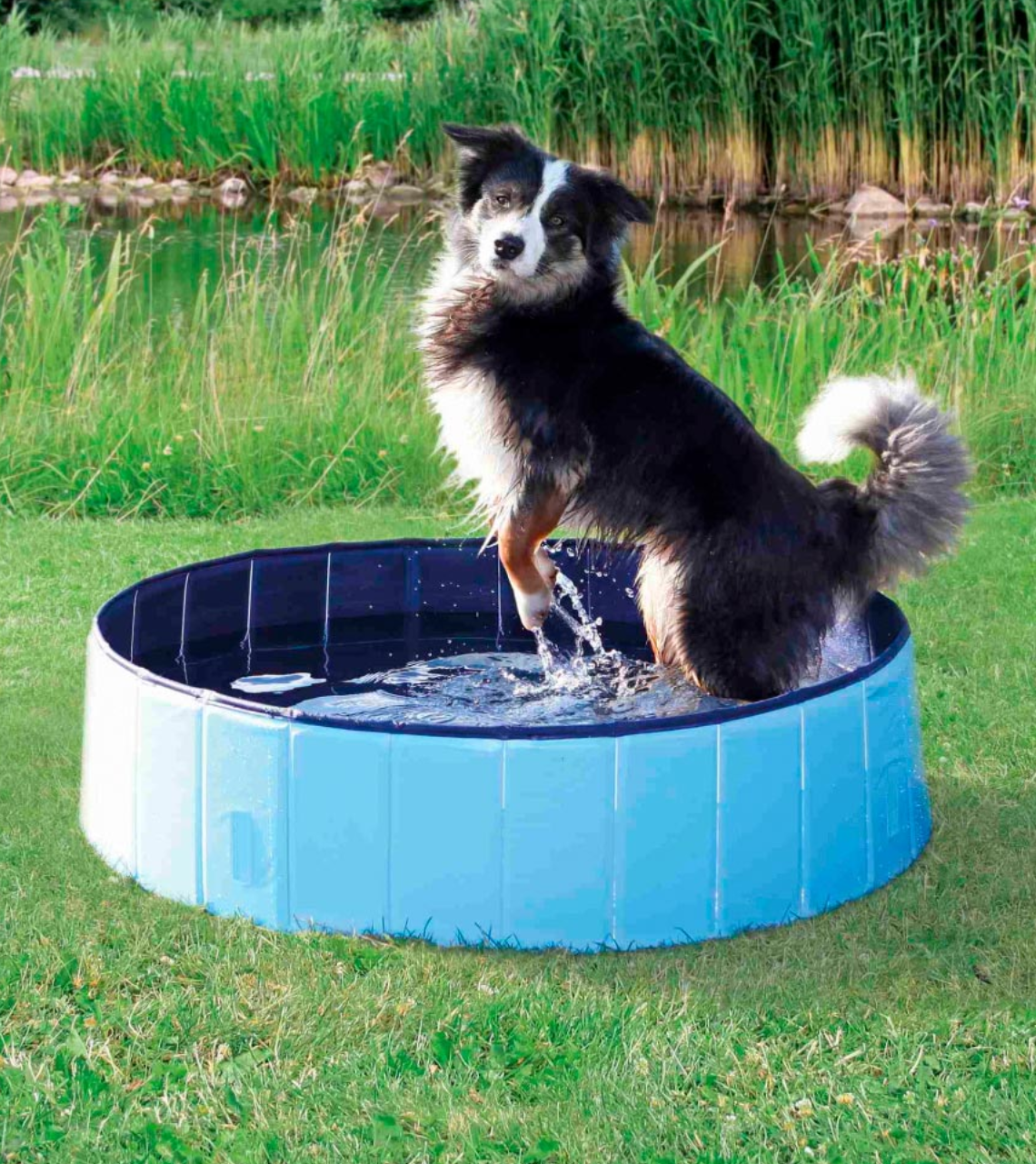 Piscina portátil azul para cães com cão dentro a levantar pata.