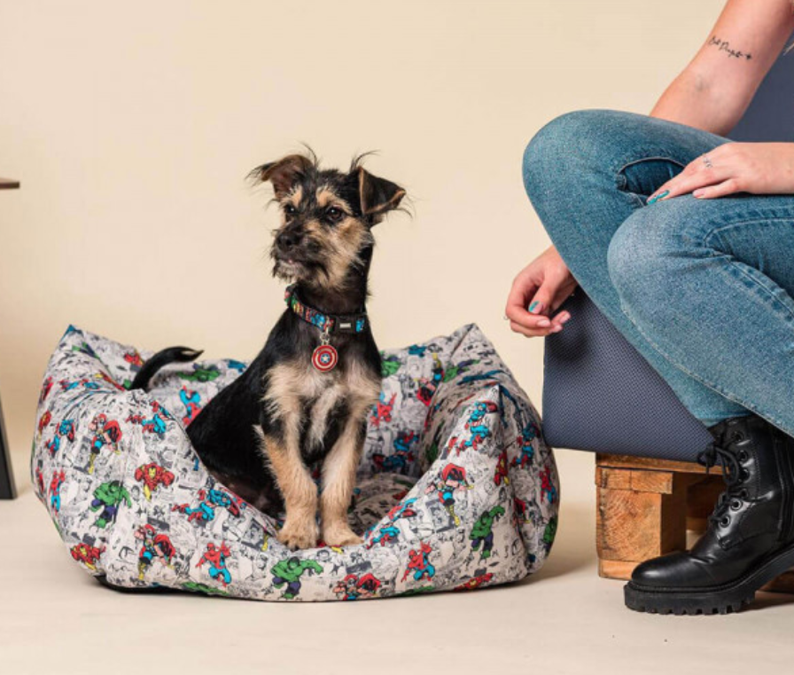 Cachorro pequeno numa cama estampada de cães com pessoa ao lado sentada