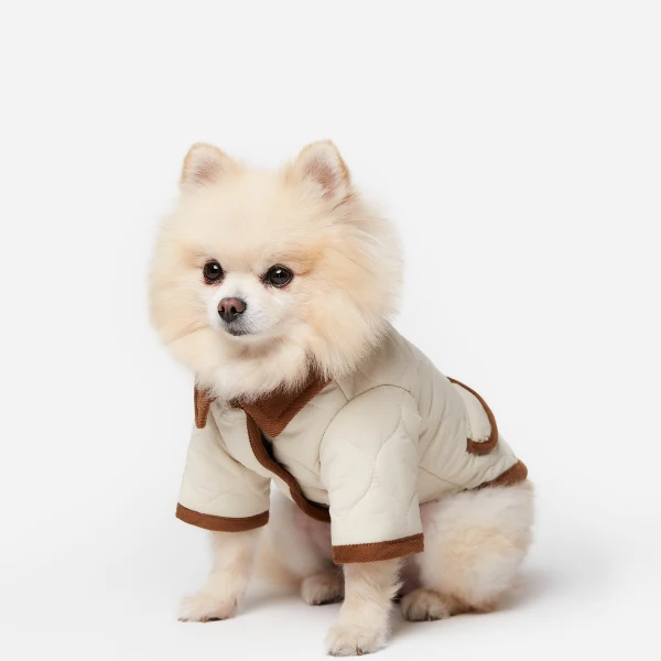 Cão pequeno tipo Pomeranian com casaco acolchoado creme com bordas castanhas