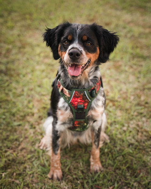 Cão com arnês verde e vermelho sentado sobre relva