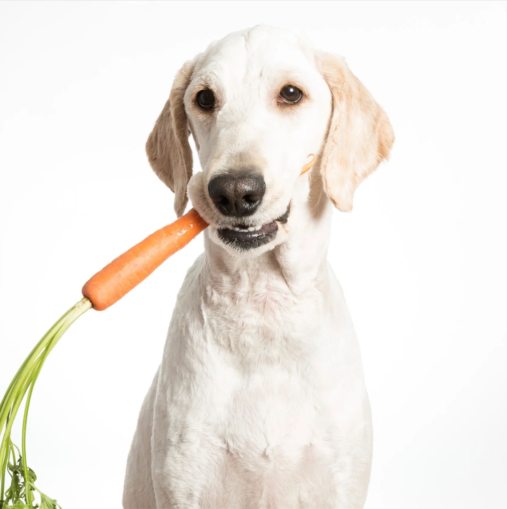 Cão segurando uma cenoura na boca